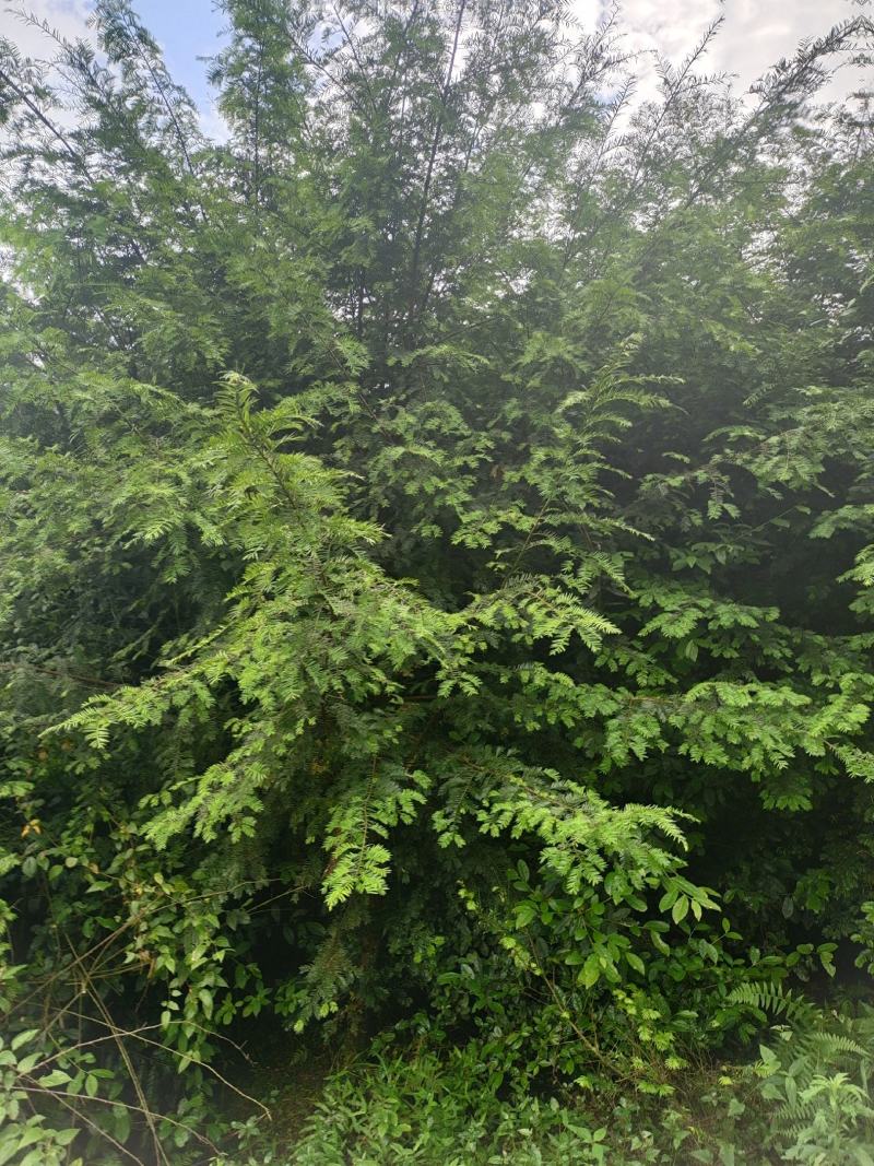10公分红豆杉，基地直供，树型优美，价格实惠