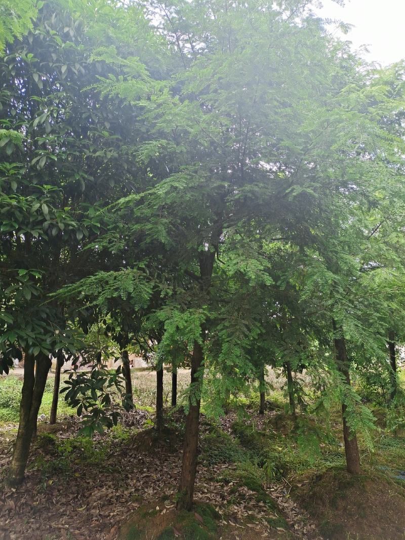 10公分红豆杉，基地直供，树型优美，价格实惠