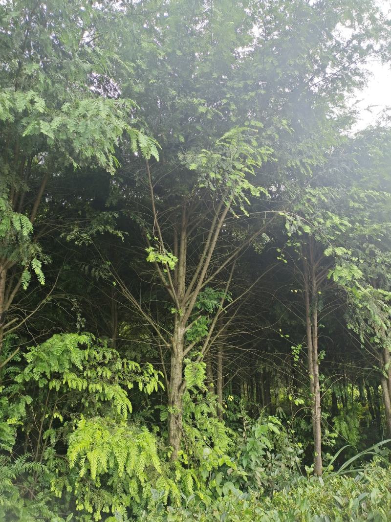 10公分红豆杉，基地直供，树型优美，价格实惠