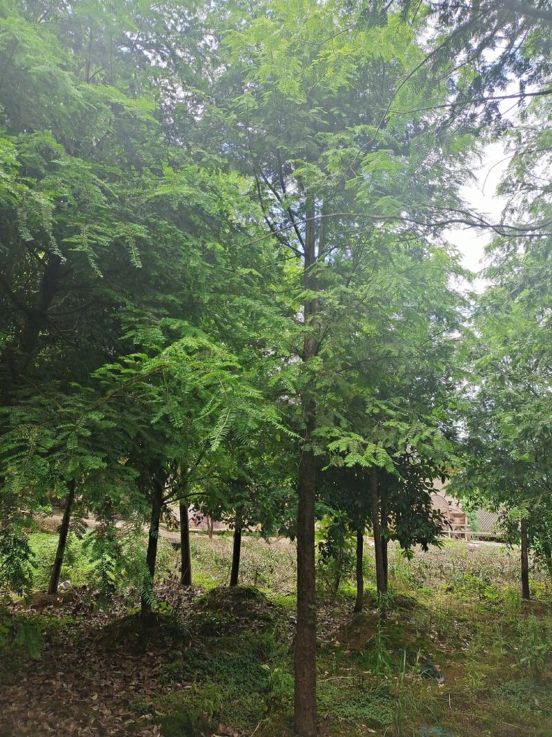 10公分红豆杉，基地直供，树型优美，价格实惠