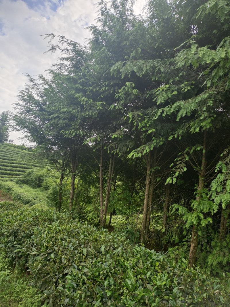 10公分红豆杉，基地直供，树型优美，价格实惠