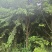10公分红豆杉，基地直供，树型优美，价格实惠