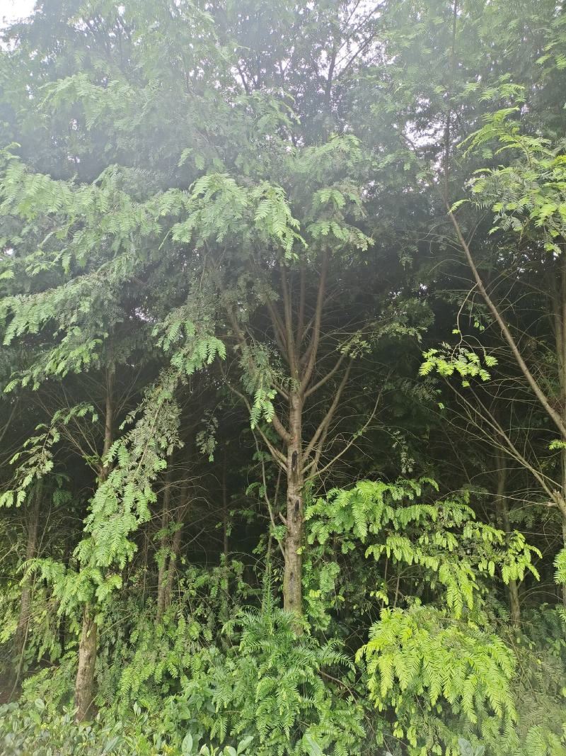 10公分红豆杉，基地直供，树型优美，价格实惠