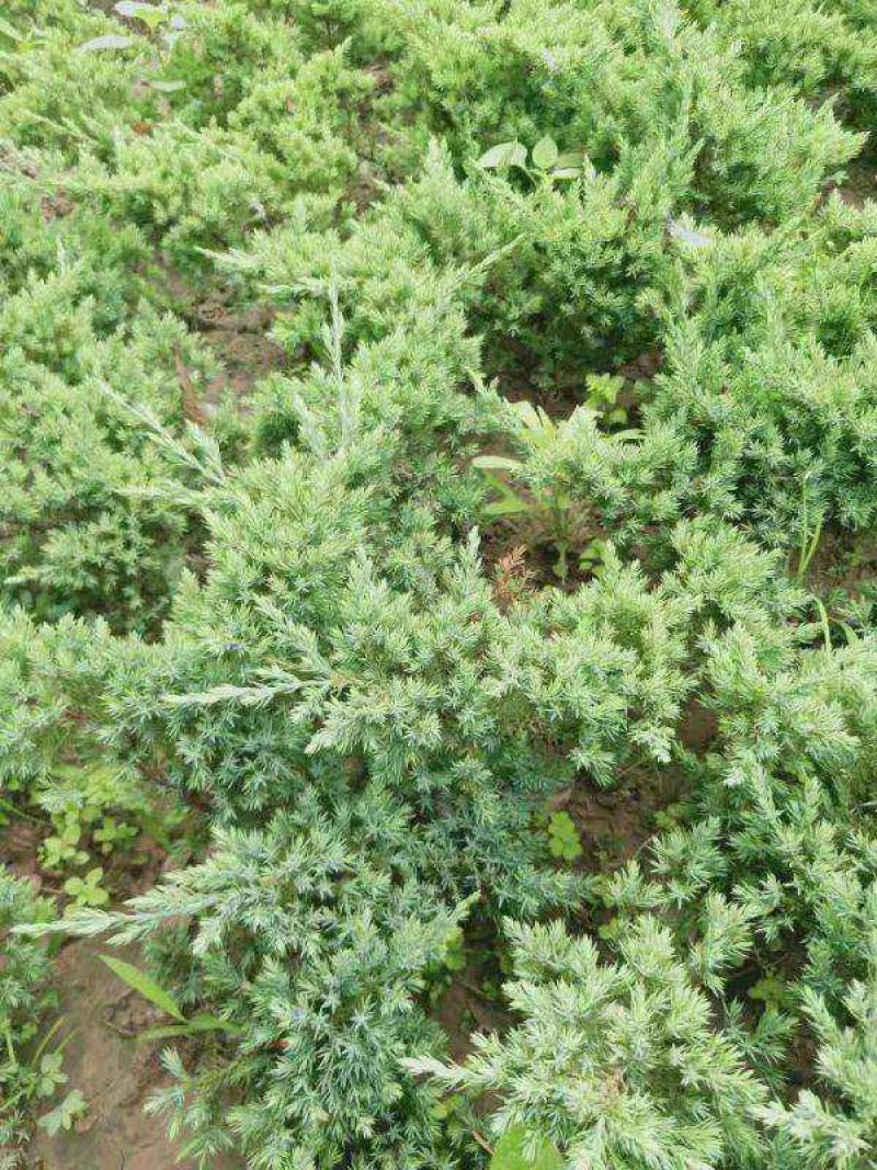 优质地柏苗铺地柏沙地柏小苗盆景造型素材大量出售现货供应