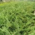 优质地柏苗铺地柏沙地柏小苗盆景造型素材大量出售现货供应