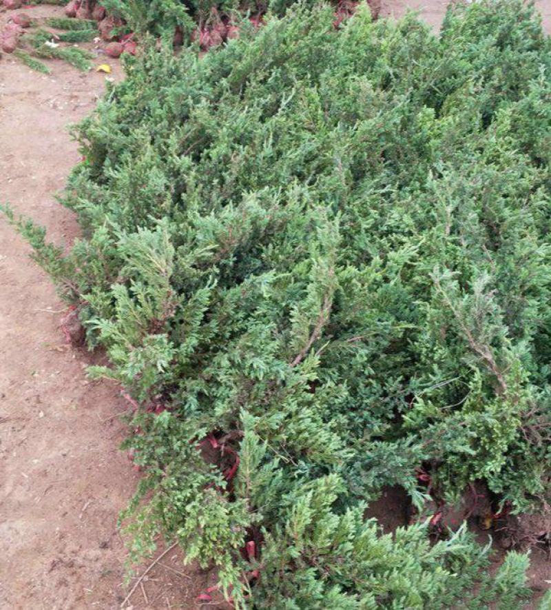 优质地柏苗铺地柏沙地柏小苗盆景造型素材大量出售现货供应