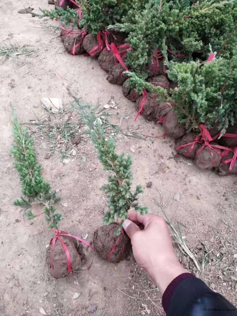 优质地柏苗铺地柏沙地柏小苗盆景造型素材大量出售现货供应