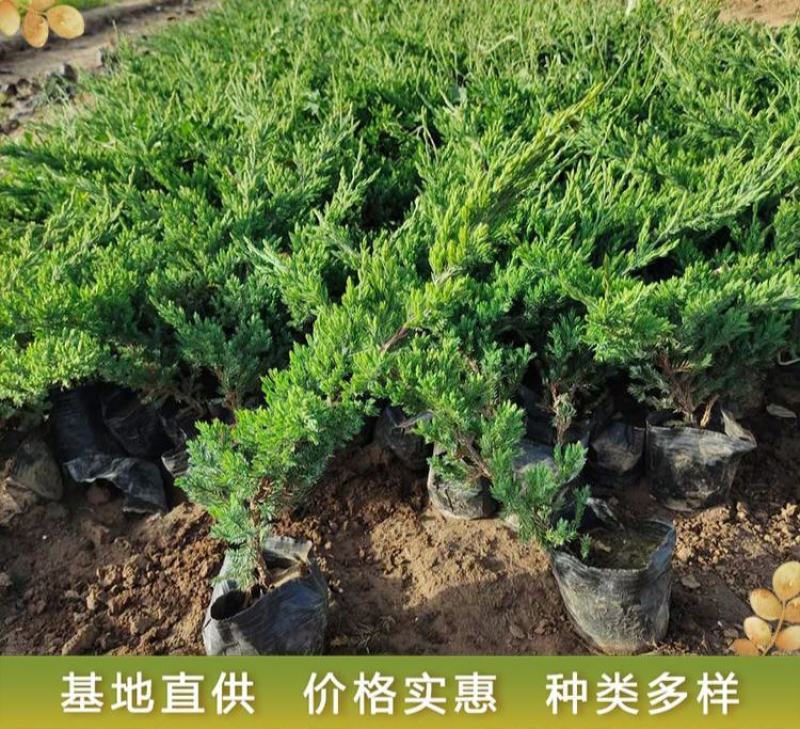 优质地柏苗铺地柏沙地柏小苗盆景造型素材大量出售现货供应