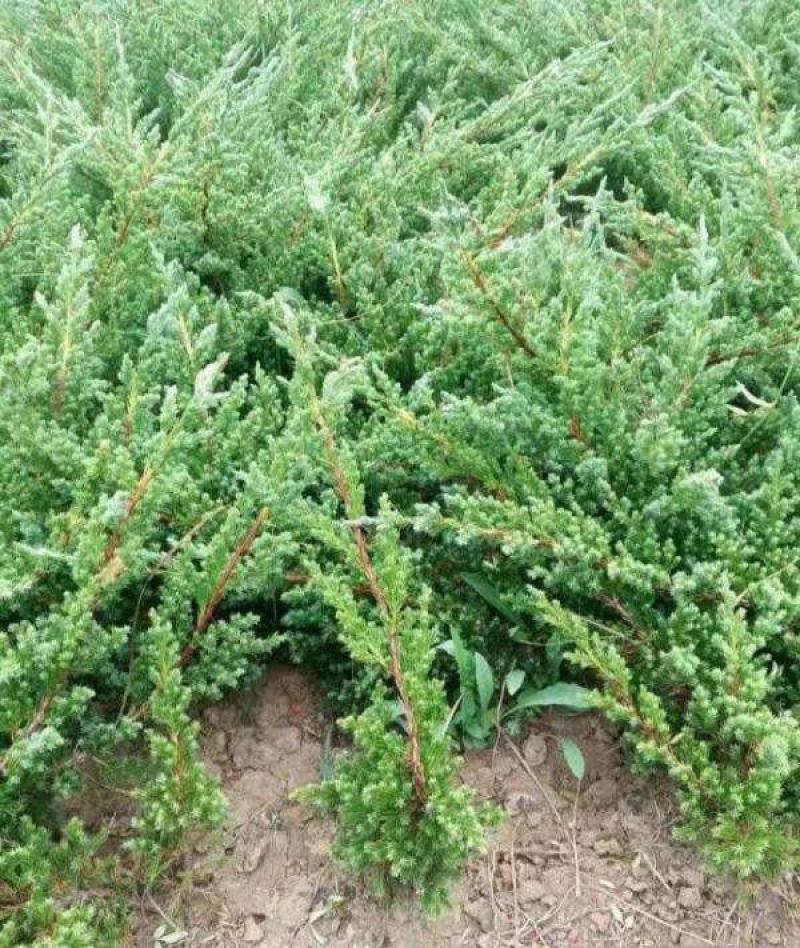 优质地柏苗铺地柏沙地柏小苗盆景造型素材大量出售现货供应