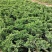 优质地柏苗铺地柏沙地柏小苗盆景造型素材大量出售现货供应