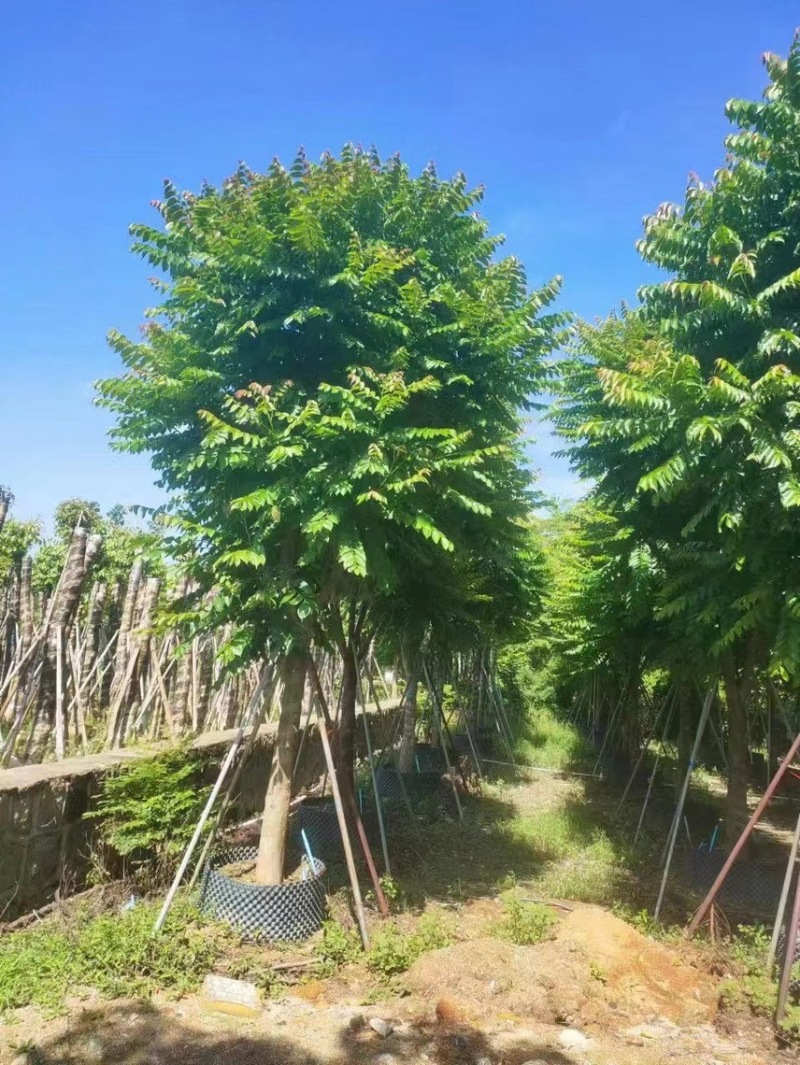 麻楝8到25公分都有量