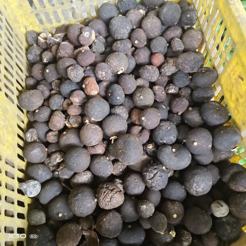 枳实，江永县，粗石江镇，大量，量非常大，需要的老板请联系