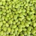 2026新鲜青橄榄,广东普宁橄榄,批发,煲汤生吃