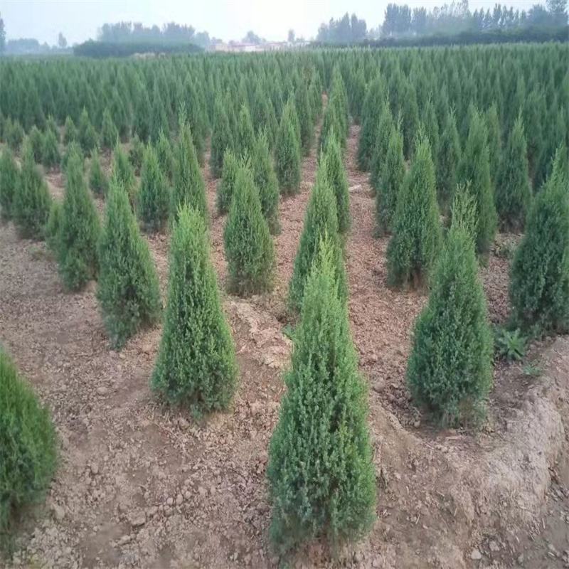 四季常青绿化苗木蜀桧蜀侩苗蜀桧树苗刺松侩柏塔柏川柏北京桧