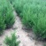 四季常青绿化苗木蜀桧蜀侩苗蜀桧树苗刺松侩柏塔柏川柏北京桧