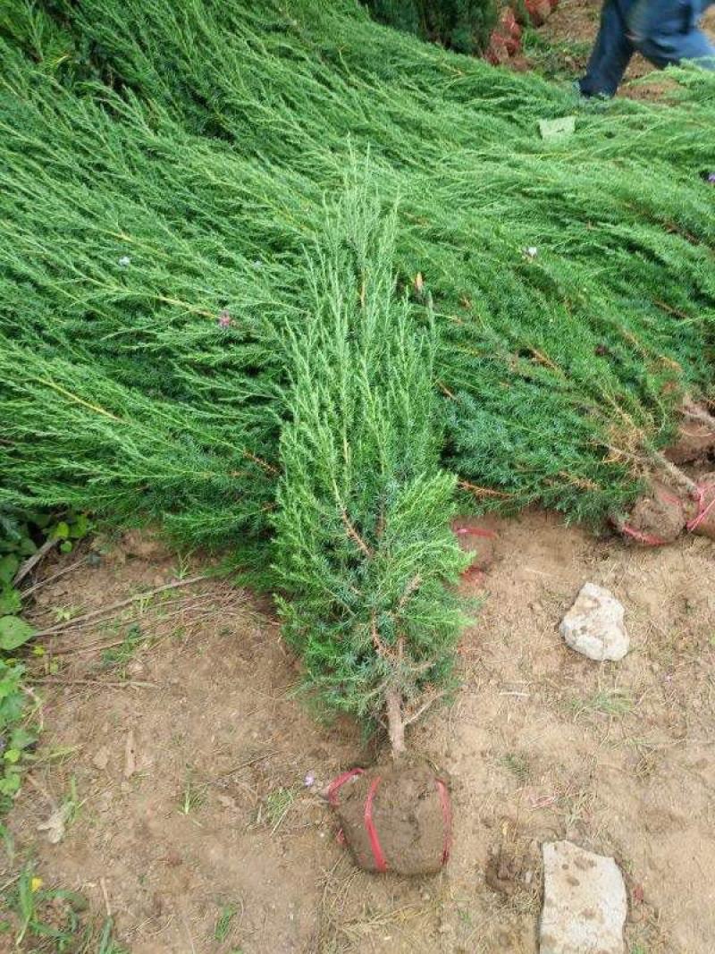 四季常青绿化苗木蜀桧蜀侩苗蜀桧树苗刺松侩柏塔柏川柏北京桧