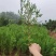侧柏树苗扁侧柏树松柏树苗庭院绿化侧柏叶柏树绿化苗