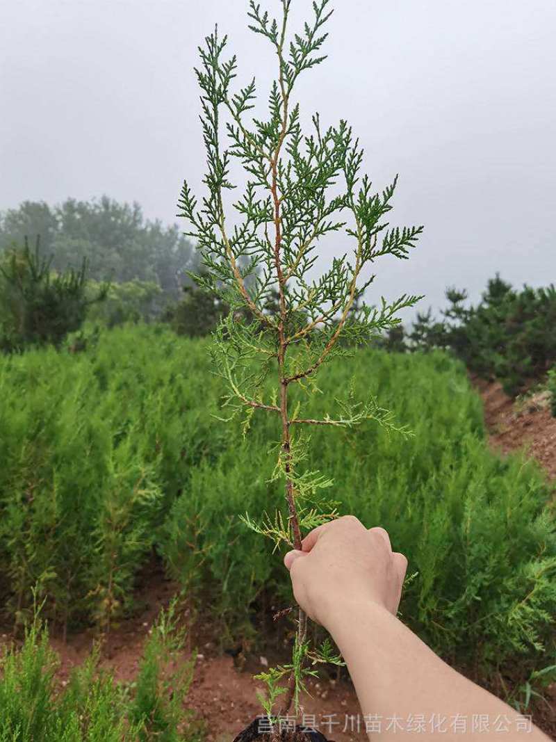 侧柏树苗扁侧柏树松柏树苗庭院绿化侧柏叶柏树绿化苗