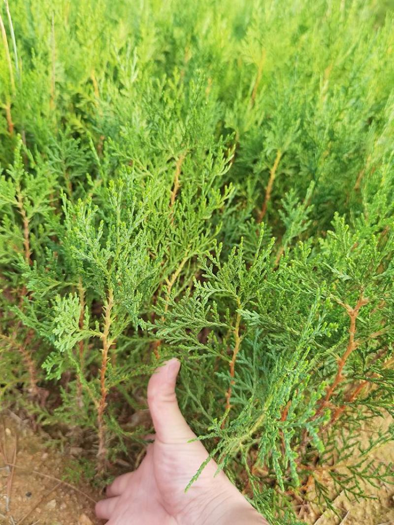 侧柏树苗扁侧柏树松柏树苗庭院绿化侧柏叶柏树绿化苗