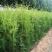侧柏树苗扁侧柏树松柏树苗庭院绿化侧柏叶柏树绿化苗