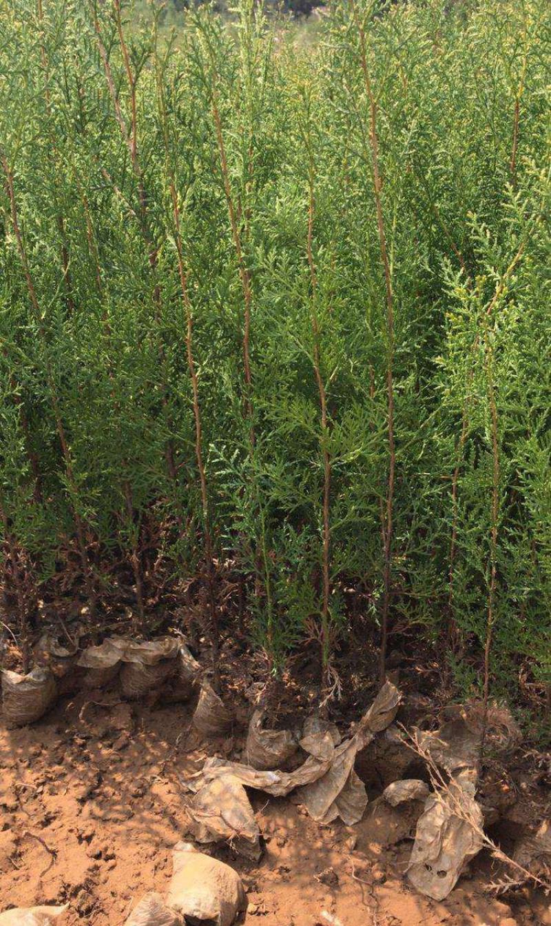 侧柏树苗扁侧柏树松柏树苗庭院绿化侧柏叶柏树绿化苗
