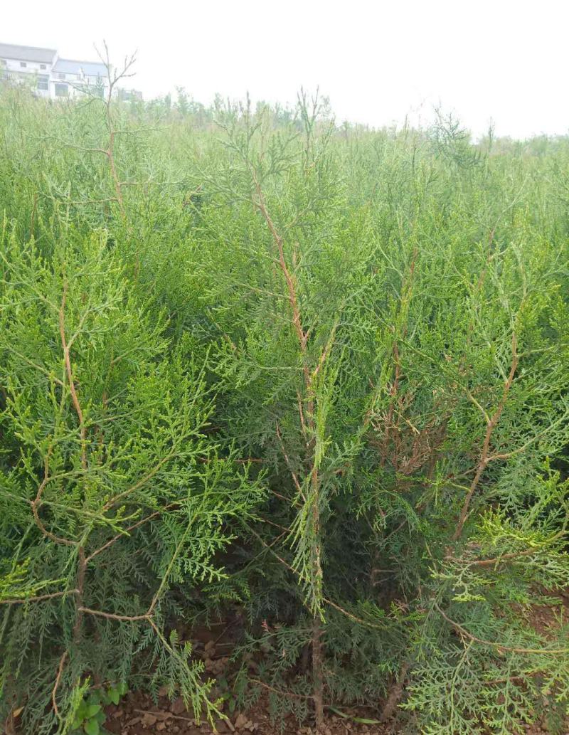 侧柏树苗扁侧柏树松柏树苗庭院绿化侧柏叶柏树绿化苗