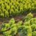 洒金柏植物小盆景香松庭院阳台松树柏树四季常青花灌木树苗
