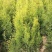洒金柏植物小盆景香松庭院阳台松树柏树四季常青花灌木树苗