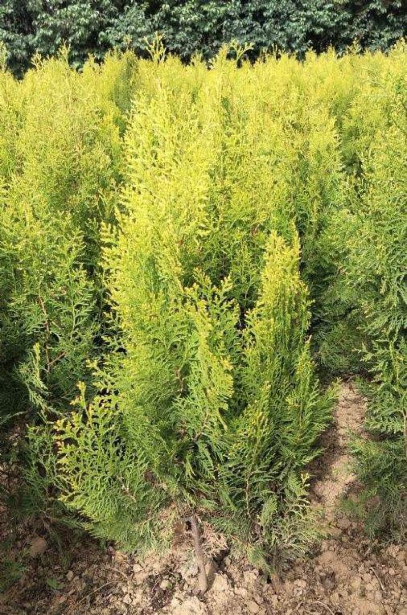 洒金柏植物小盆景香松庭院阳台松树柏树四季常青花灌木树苗