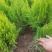 洒金柏植物小盆景香松庭院阳台松树柏树四季常青花灌木树苗