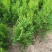 洒金柏植物小盆景香松庭院阳台松树柏树四季常青花灌木树苗