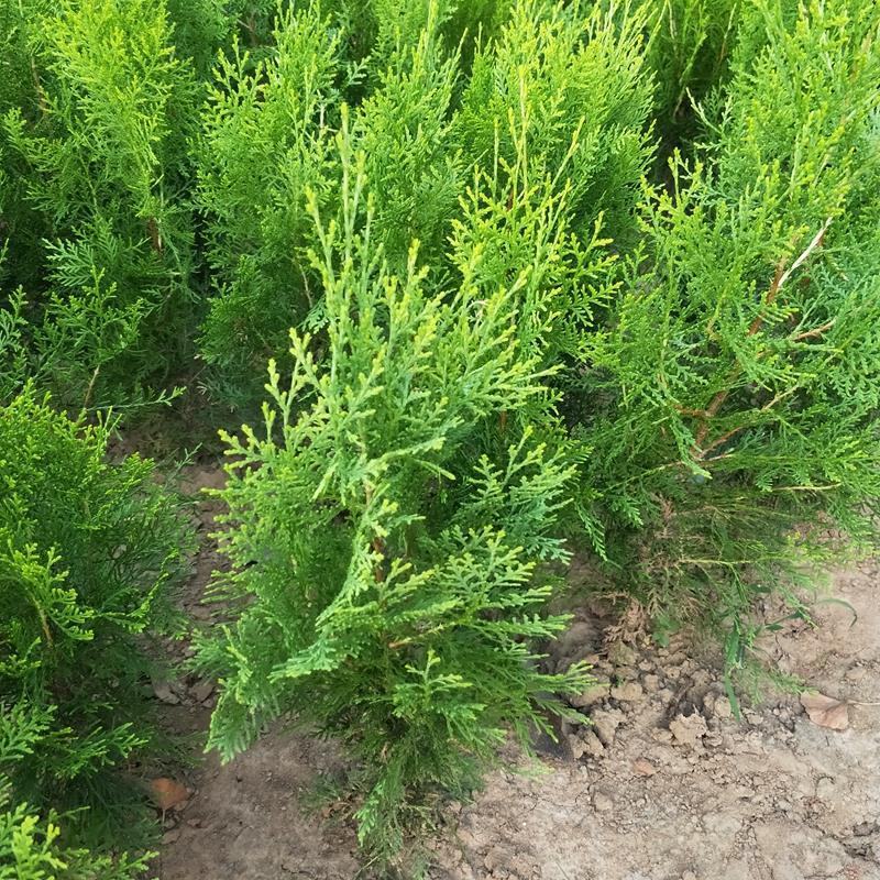 洒金柏植物小盆景香松庭院阳台松树柏树四季常青花灌木树苗