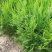 洒金柏植物小盆景香松庭院阳台松树柏树四季常青花灌木树苗