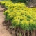 洒金柏植物小盆景香松庭院阳台松树柏树四季常青花灌木树苗
