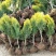 洒金柏植物小盆景香松庭院阳台松树柏树四季常青花灌木树苗
