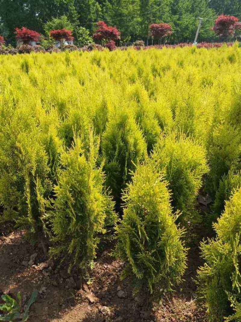 洒金柏植物小盆景香松庭院阳台松树柏树四季常青花灌木树苗
