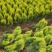 洒金柏植物小盆景香松庭院阳台松树柏树四季常青花灌木树苗