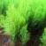 洒金柏植物小盆景香松庭院阳台松树柏树四季常青花灌木树苗