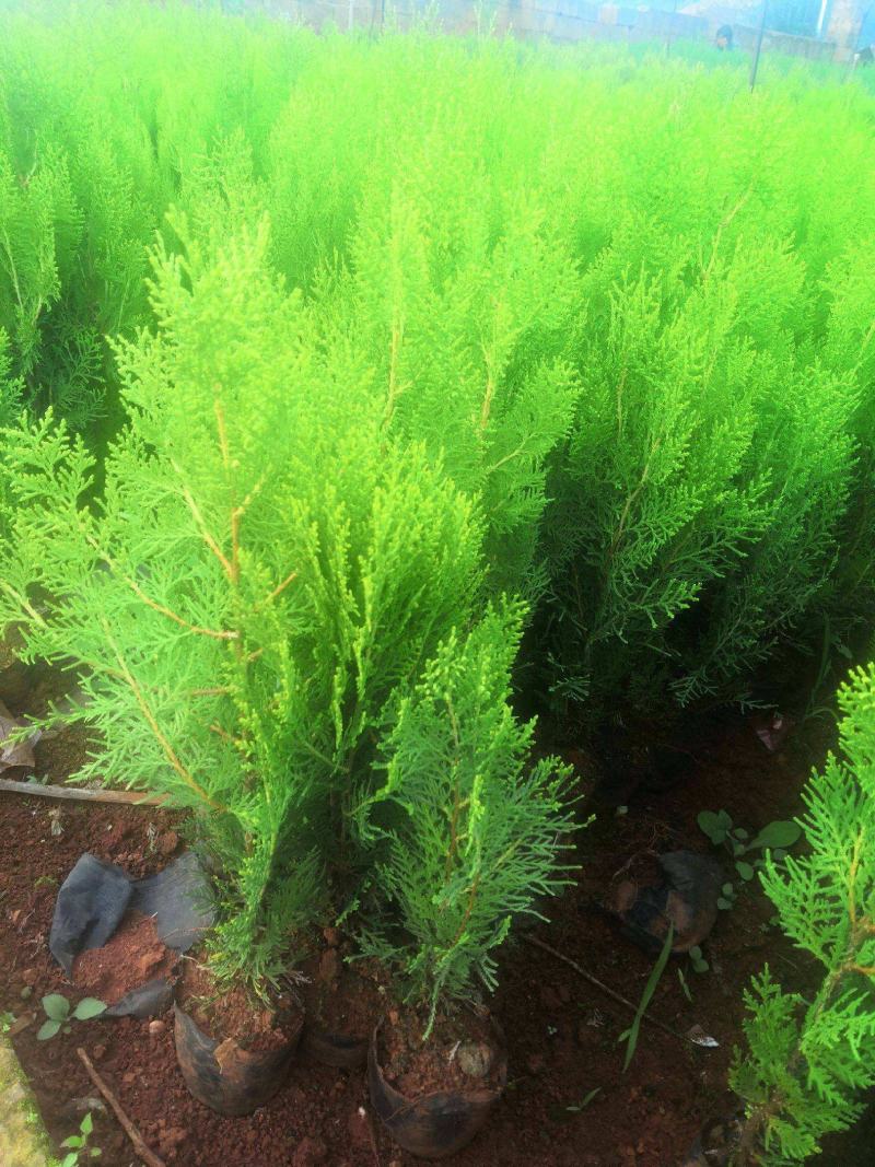 洒金柏植物小盆景香松庭院阳台松树柏树四季常青花灌木树苗