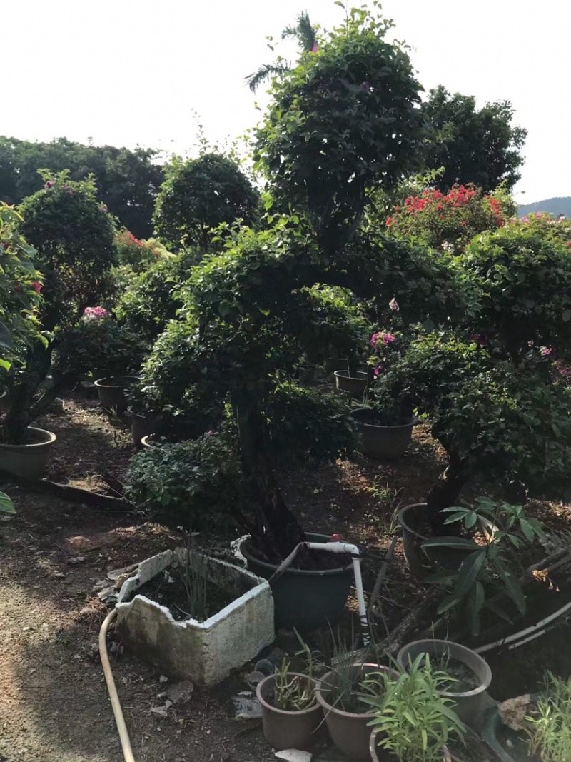 各规格造形三角梅出售
