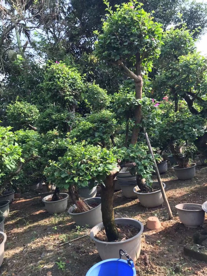 各规格造形三角梅出售
