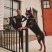 杜宾犬幼犬纯种德系美系杜宾犬大型杜宾狗崽德国猛犬