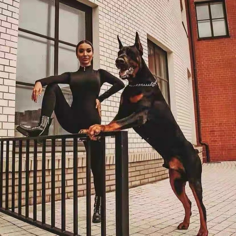 杜宾犬幼犬纯种德系美系杜宾犬大型杜宾狗崽德国猛犬