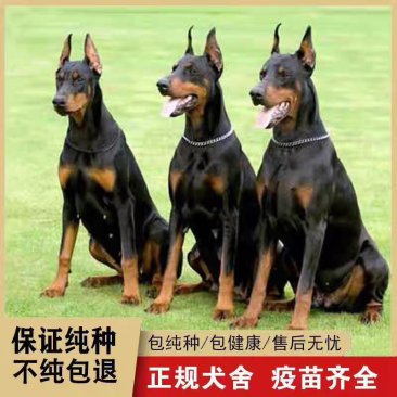 杜宾犬幼犬纯种德系美系杜宾犬大型杜宾狗崽德国猛犬