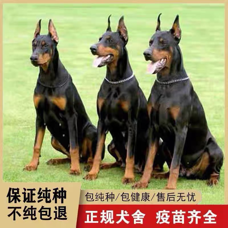 杜宾犬幼犬纯种德系美系杜宾犬大型杜宾狗崽德国猛犬