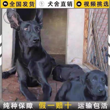 中华墨界黑狼犬活体幼犬纯种黑狼犬大型巨型犬