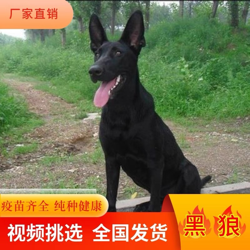 中华墨界黑狼犬活体幼犬纯种黑狼犬大型巨型犬
