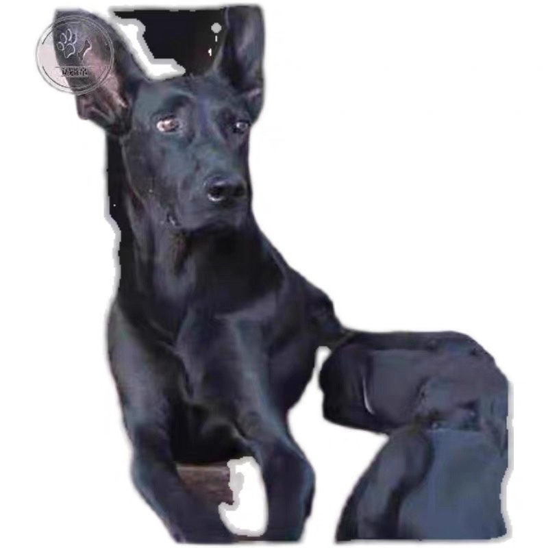 中华墨界黑狼犬活体幼犬纯种黑狼犬大型巨型犬