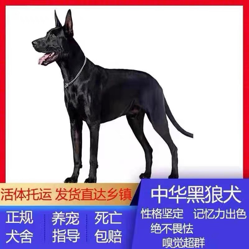 中华墨界黑狼犬活体幼犬纯种黑狼犬大型巨型犬