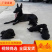 中华墨界黑狼犬活体幼犬纯种黑狼犬大型巨型犬